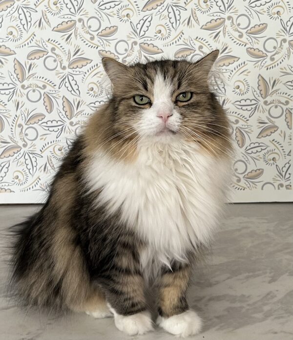 Spring Fling wallpaper in weathervane with cat